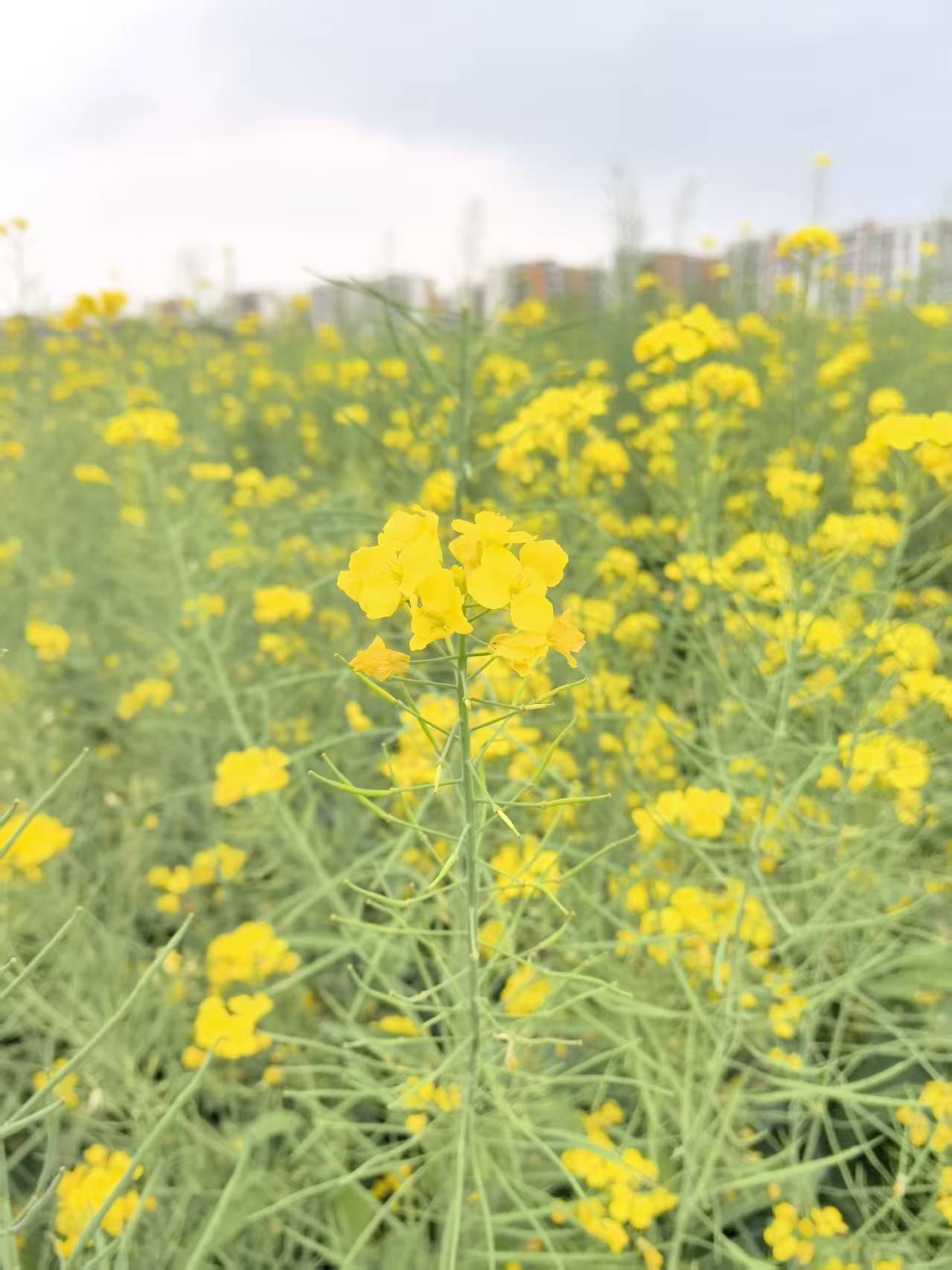 1773628156704156.jpg 1773628156704156.jpg