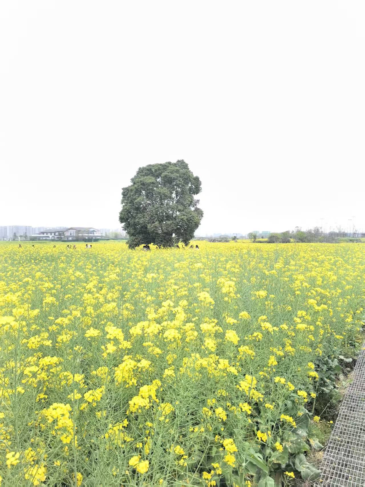 1773628216614829.jpg 1773628216614829.jpg